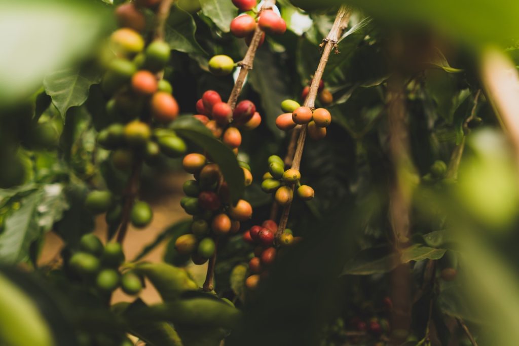 Granos de café