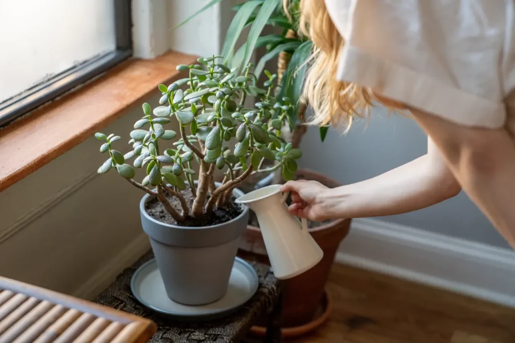 Plantas